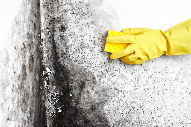 Best Airborne Mold Testing  in Manistee, MI