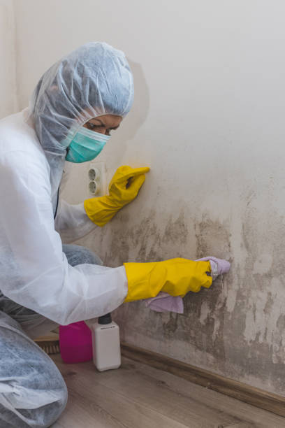 Best Residential Mold Inspection & Testing  in Manistee, MI