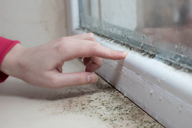 Best Crawl Space Mold Remediation  in Manistee, MI